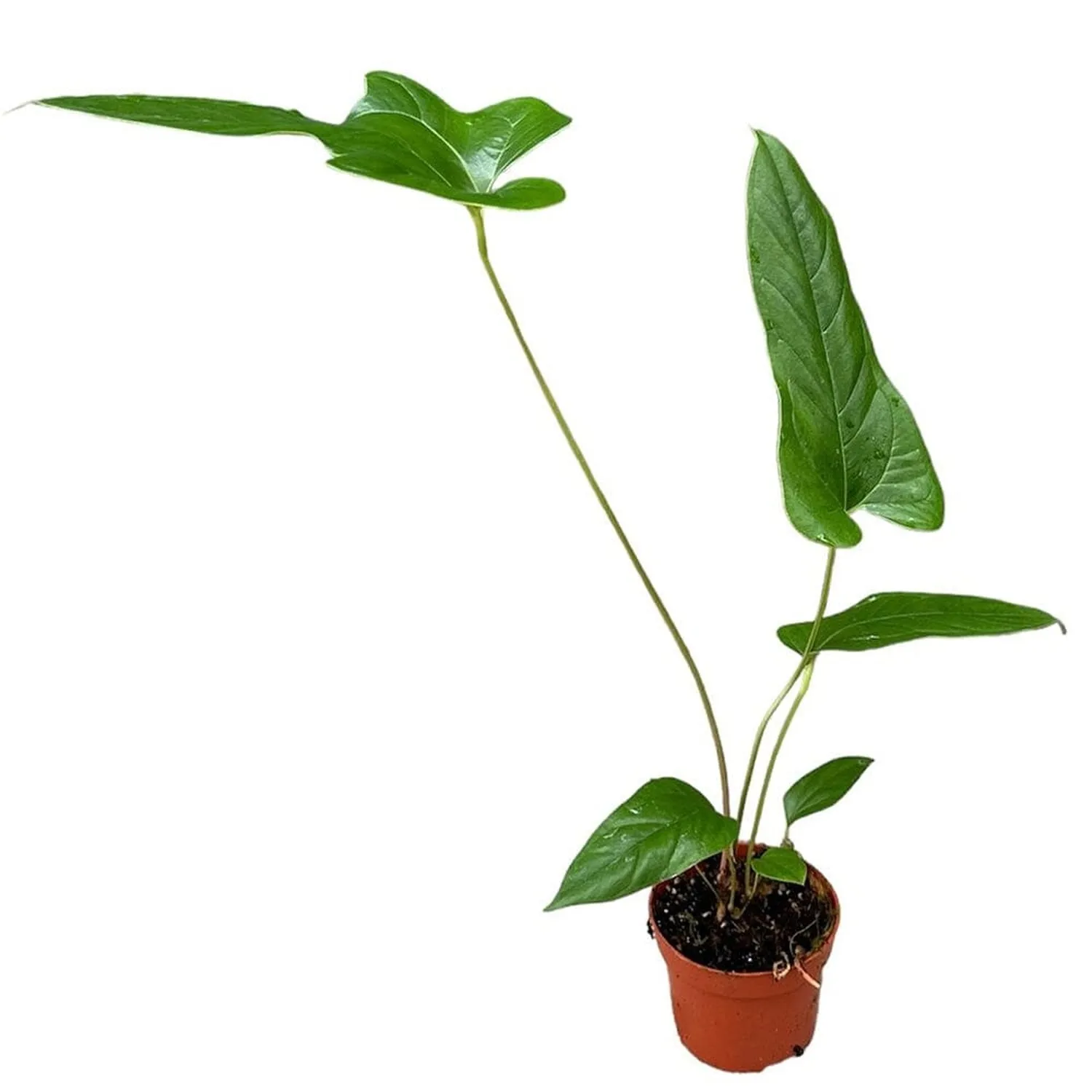 15 cm  Anthurium Pedatum x Pedatum House Plant 10,5 cm Pot