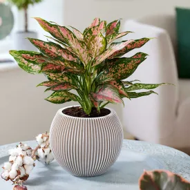 30 - 40cm Aglaonema Pink Leopard Chinese Evergreen 12cm Pot House Plant